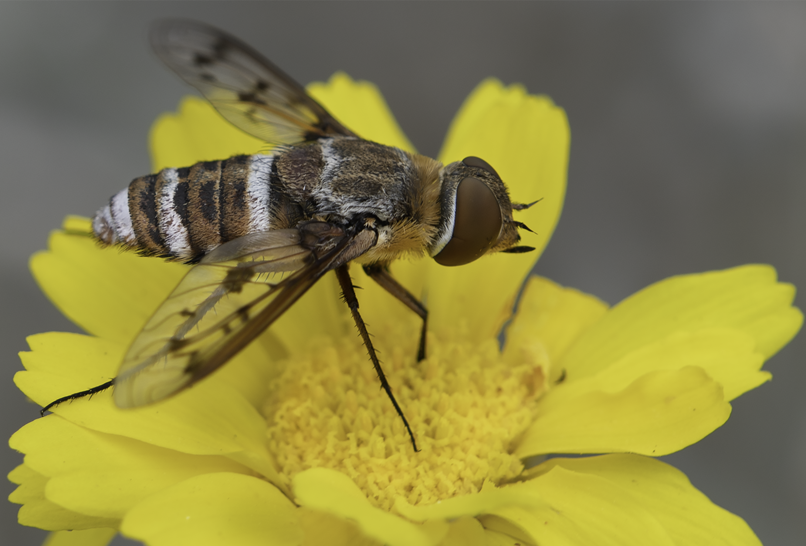 A hoverfly, Paravilla, is known to parasitize Colletes perileucus nests. 