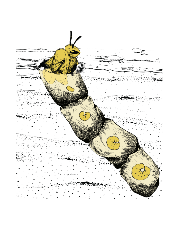 Illustration of female cellophane bee and her underground nest. The nest consists of four brood cells depicting an egg, and three larvae at successive stages of development. 