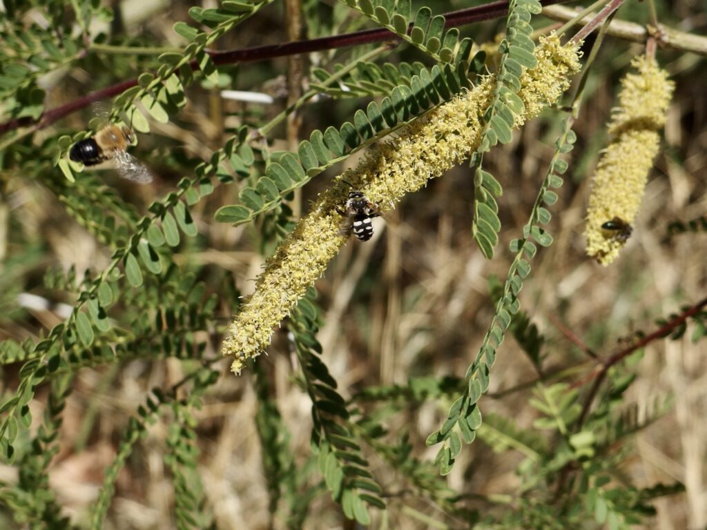 Mesquite tree in bloom with several native bees. 